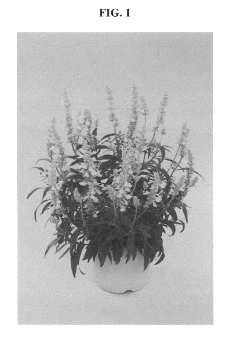 Figure 1 of US plant patent PP22776, the photograph of DANSALFN13 printed in the patent.