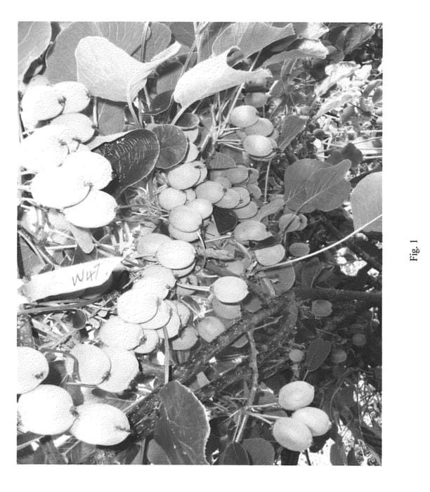 Figure 1 of US plant patent PP22777, the photograph of W47 printed in the patent.