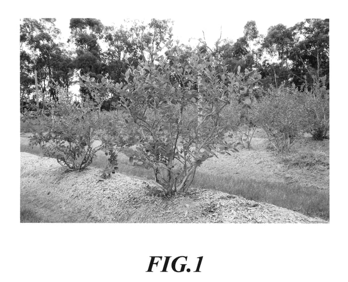 Figure 1 of US plant patent PP22778, the photograph of C00-09 printed in the patent.