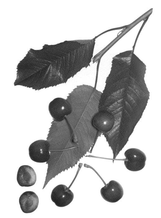 Figure 1 of US plant patent PP22779, the photograph of Royal Tioga printed in the patent.
