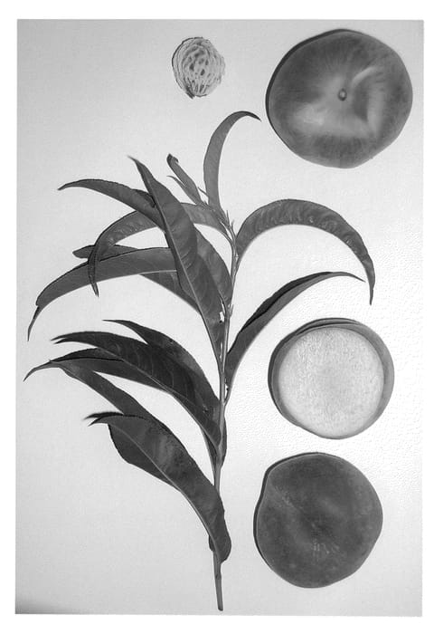 Figure 1 of US plant patent PP22780, the photograph of Burpeachtwentythree printed in the patent.