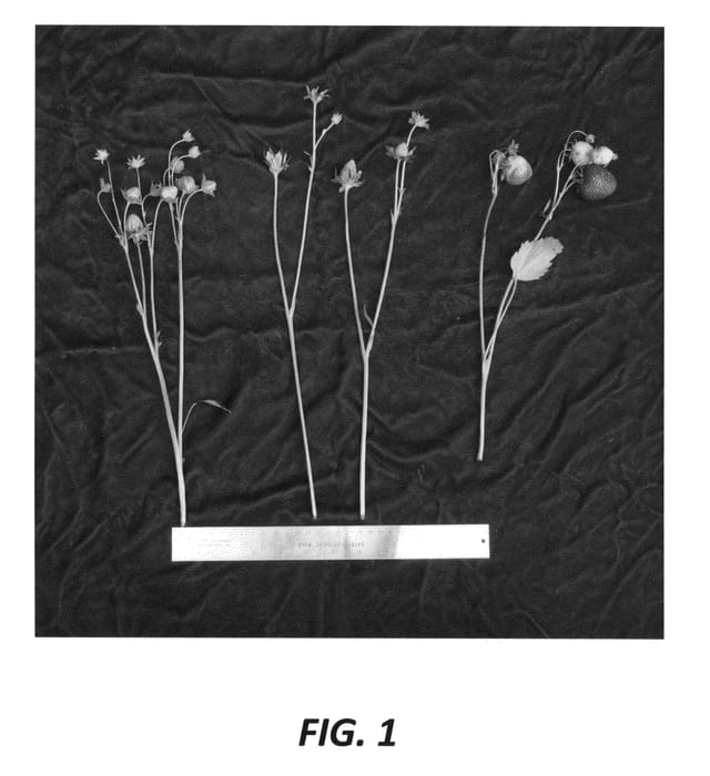 Figure 1 of US plant patent PP22781, the photograph of Puget Crimson printed in the patent.