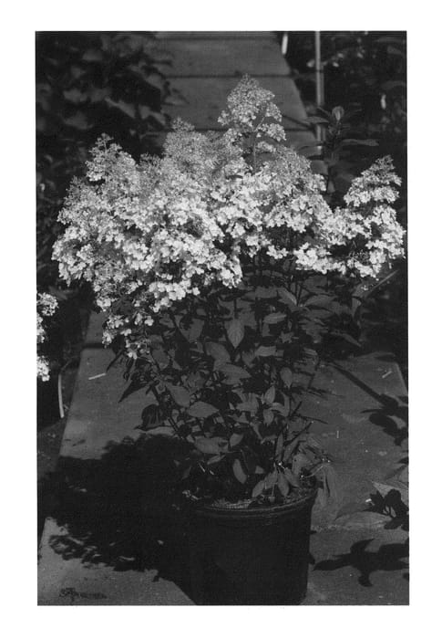 Figure 1 of US plant patent PP22782, the photograph of Ilvobo printed in the patent.