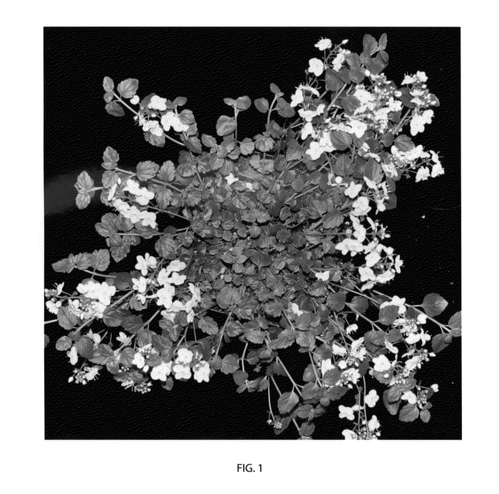 Figure 1 of US plant patent PP22783, the photograph of Whitewater printed in the patent.