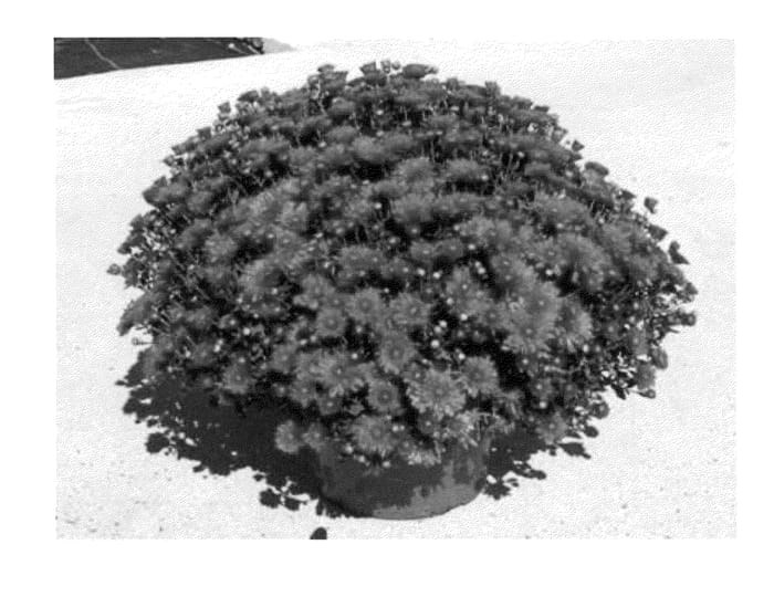 Figure 1 of US plant patent PP22784, the photograph of Sywan Pur printed in the patent.