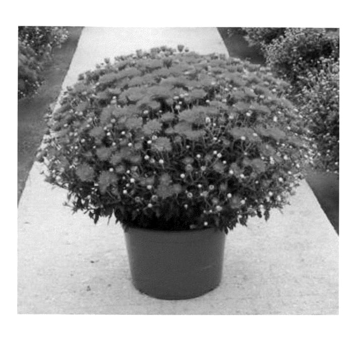 Figure 1 of US plant patent PP22785, the photograph of Syaub Oran printed in the patent.