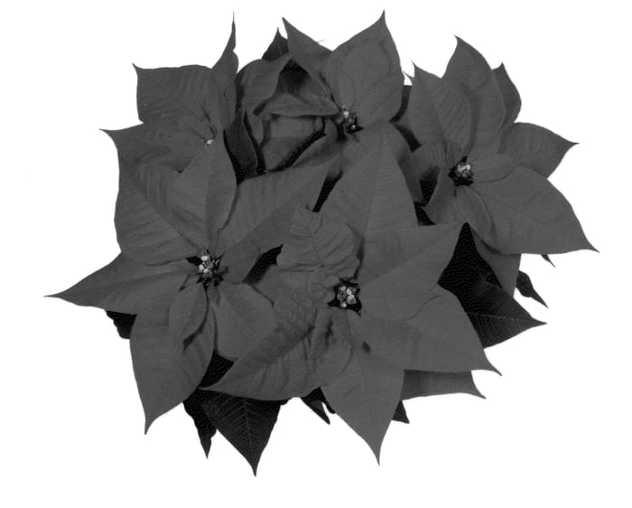 Figure 1 of US plant patent PP22786, the photograph of NPCW10187 printed in the patent.