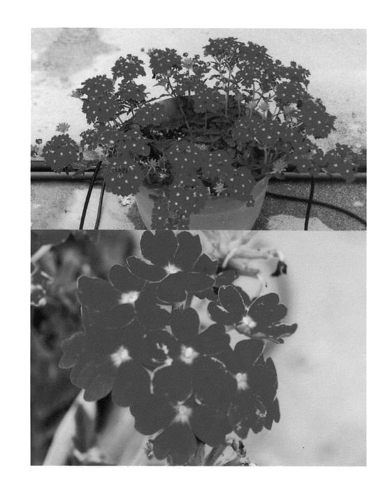 Figure 1 of US plant patent PP22787, the photograph of Sunmarimuco printed in the patent.