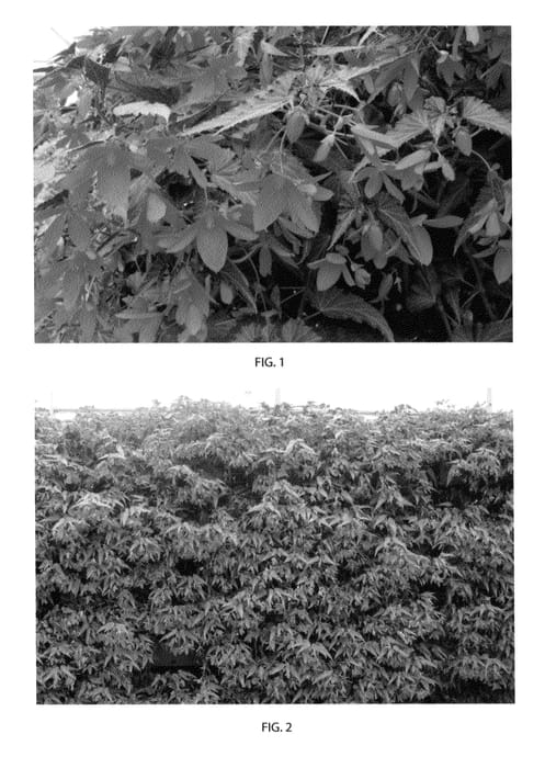 Figure 1 of US plant patent PP22788, the photograph of YAMOUR printed in the patent.