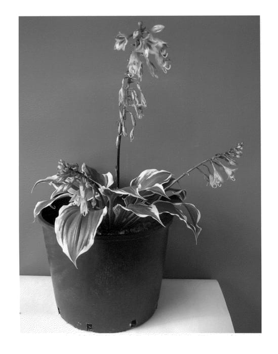 Figure 1 of US plant patent PP22789, the photograph of Secret Treasure printed in the patent.