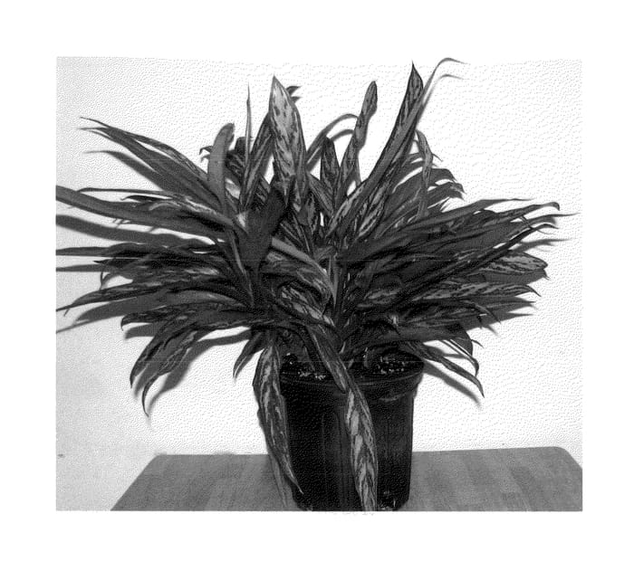 Figure 1 of US plant patent PP22790, the photograph of Bryant Queen printed in the patent.