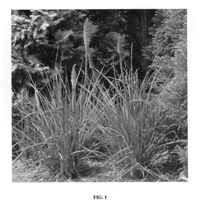 Figure 1 of US plant patent PP22791, the photograph of Echo Rojo printed in the patent.