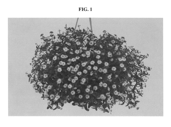 Figure 1 of US plant patent PP22792, the photograph of DANVITAL4 printed in the patent.