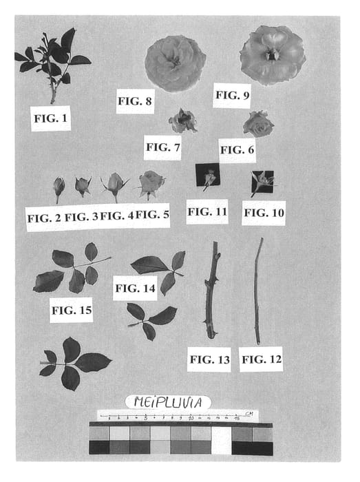 Figure 1 of US plant patent PP22793, the photograph of Meipluvia printed in the patent.