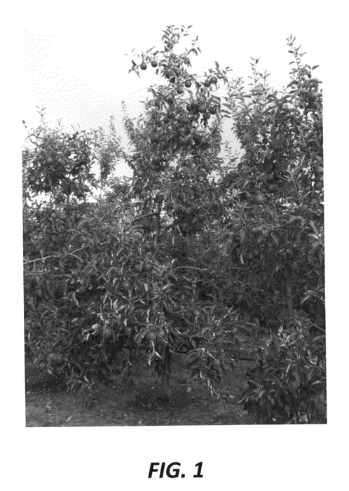 Figure 1 of US plant patent PP22794, the photograph of Inored printed in the patent.