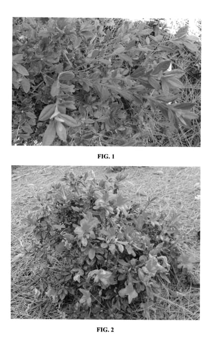 Figure 1 of US plant patent PP22795, the photograph of MNIHAR019 printed in the patent.