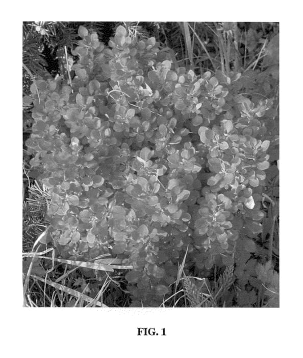 Figure 1 of US plant patent PP22796, the photograph of Lutin Rouge printed in the patent.