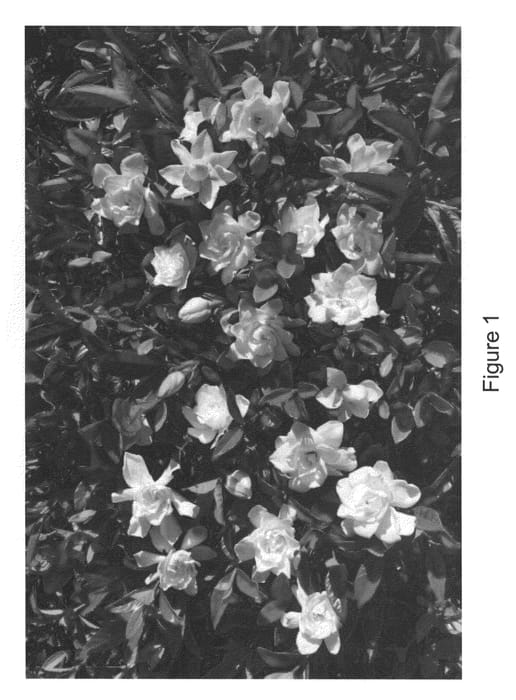 Figure 1 of US plant patent PP22797, the photograph of BAB1183 printed in the patent.