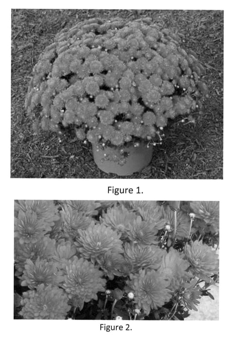 Figure 1 of US plant patent PP22798, the photograph of Sycass Bron printed in the patent.