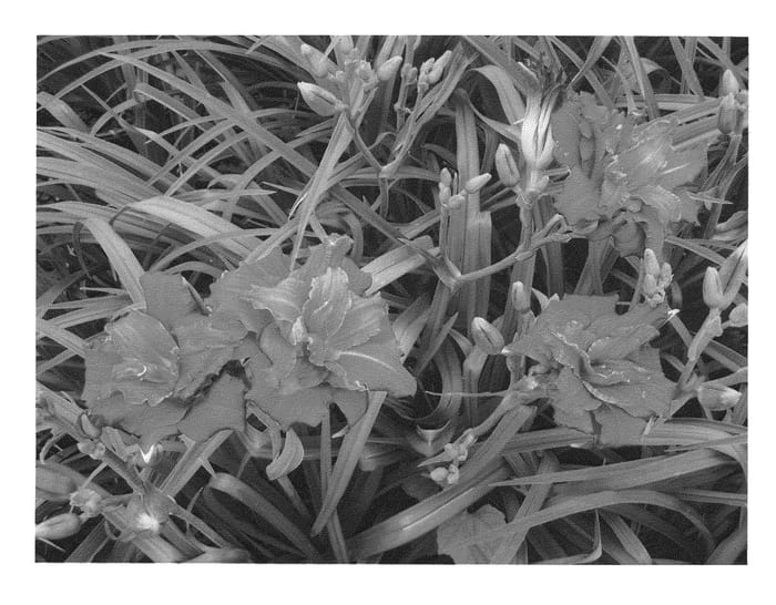 Figure 1 of US plant patent PP22799, the photograph of Double Pardon Me printed in the patent.