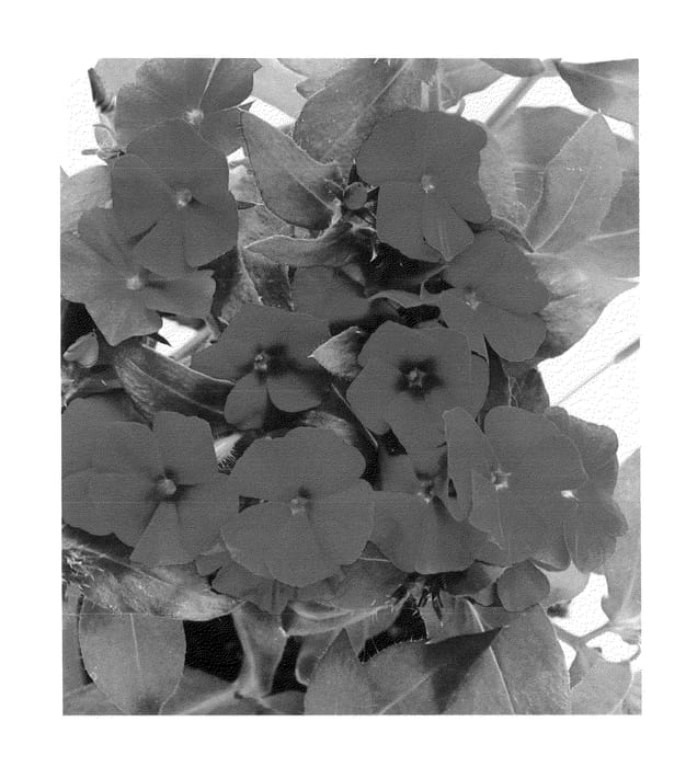 Figure 1 of US plant patent PP22800, the photograph of Duephoburg printed in the patent.