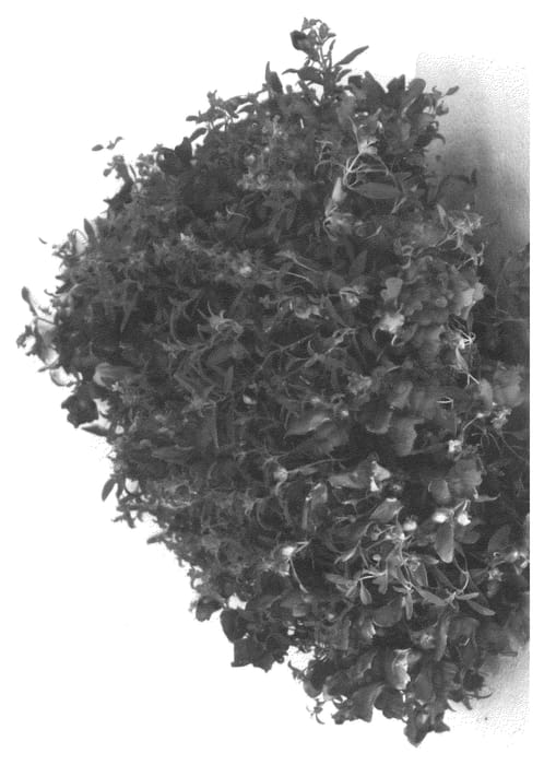 Figure 1 of US plant patent PP22801, the photograph of AACRC03 printed in the patent.