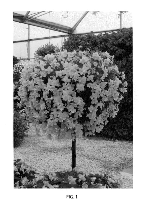 Figure 1 of US plant patent PP22802, the photograph of YABON printed in the patent.