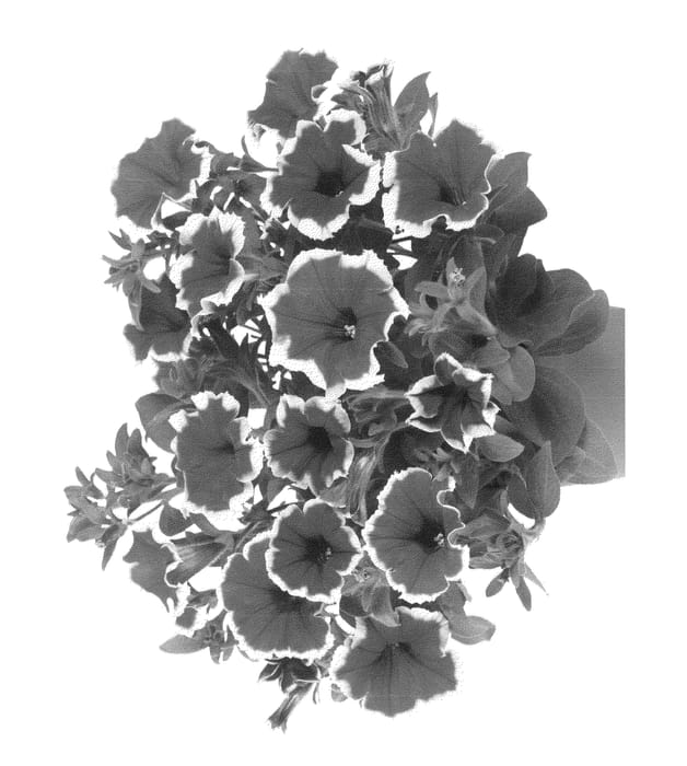 Figure 1 of US plant patent PP22803, the photograph of Fipetpipic printed in the patent.