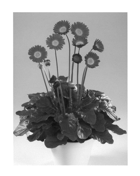 Figure 1 of US plant patent PP22804, the photograph of Garlisa printed in the patent.