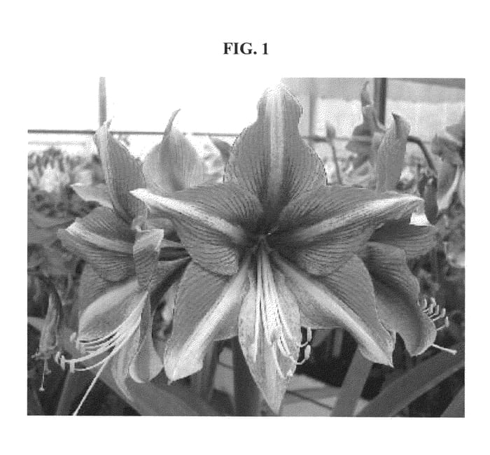 Figure 1 of US plant patent PP22805, the photograph of Opal Star printed in the patent.
