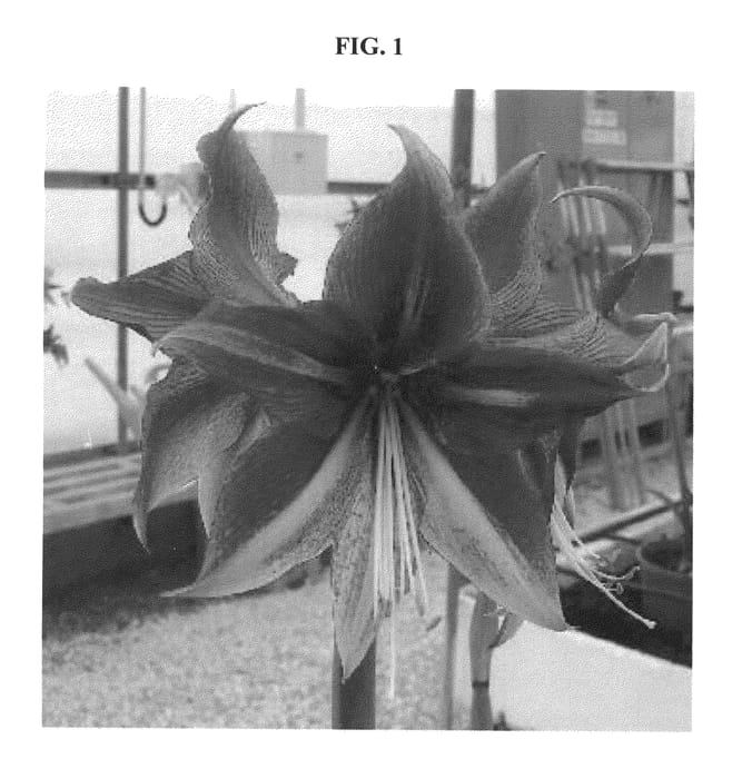 Figure 1 of US plant patent PP22806, the photograph of RUBY STAR printed in the patent.