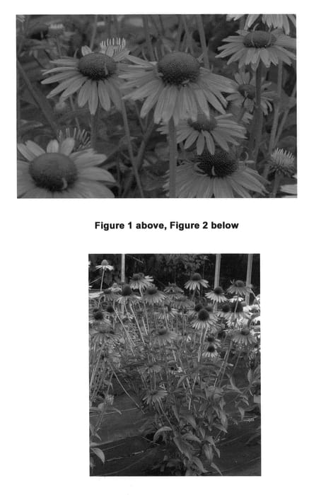 Figure 1 of US plant patent PP22807, the photograph of Hot Lava printed in the patent.