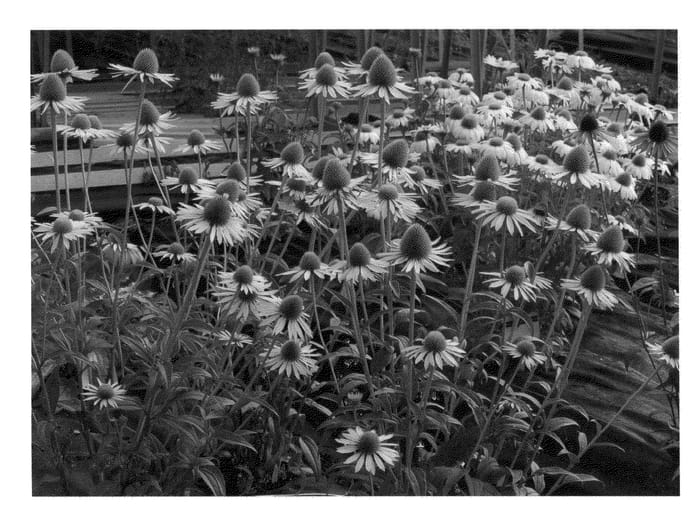 Figure 1 of US plant patent PP22808, the photograph of Maui Sunshine printed in the patent.