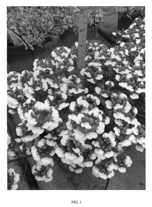 Figure 1 of US plant patent PP22809, the photograph of FLEURBW printed in the patent.