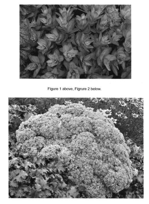 Figure 1 of US plant patent PP22810, the photograph of Beach Party printed in the patent.