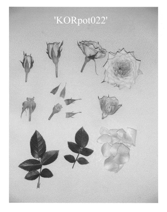 Figure 1 of US plant patent PP22811, the photograph of KORpot022 printed in the patent.