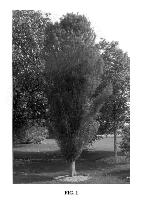 Figure 1 of US plant patent PP22812, the photograph of Skyward printed in the patent.