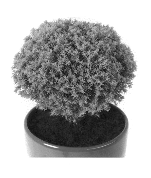 Figure 1 of US plant patent PP22813, the photograph of Anniek printed in the patent.