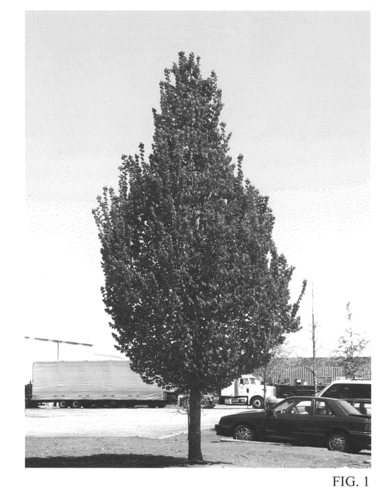 Figure 1 of US plant patent PP22814, the photograph of JFS-KW1CB printed in the patent.