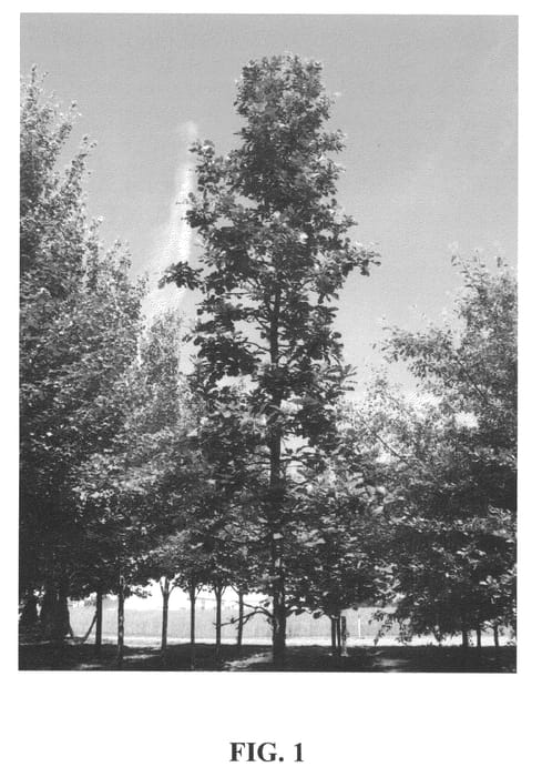 Figure 1 of US plant patent PP22815, the photograph of JFS-KW3 printed in the patent.