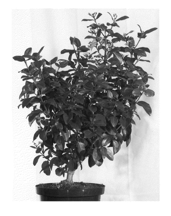 Figure 1 of US plant patent PP22816, the photograph of Lisarose printed in the patent.