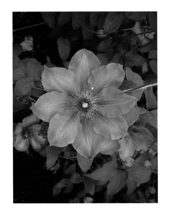 Figure 1 of US plant patent PP22817, the photograph of Festival printed in the patent.