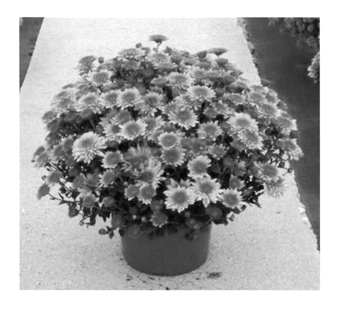 Figure 1 of US plant patent PP22818, the photograph of Syema Corbi printed in the patent.