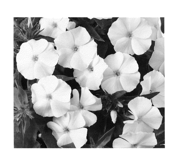 Figure 1 of US plant patent PP22819, the photograph of Duephowi printed in the patent.