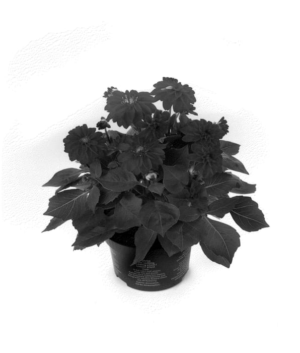 Figure 1 of US plant patent PP22820, the photograph of Bkdapbg printed in the patent.