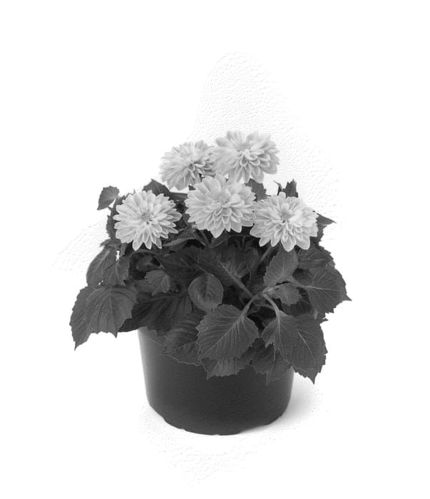 Figure 1 of US plant patent PP22821, the photograph of Bkdaprs printed in the patent.