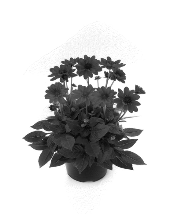 Figure 1 of US plant patent PP22822, the photograph of Bkdapcr printed in the patent.