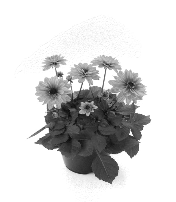 Figure 1 of US plant patent PP22823, the photograph of Bkdapor printed in the patent.