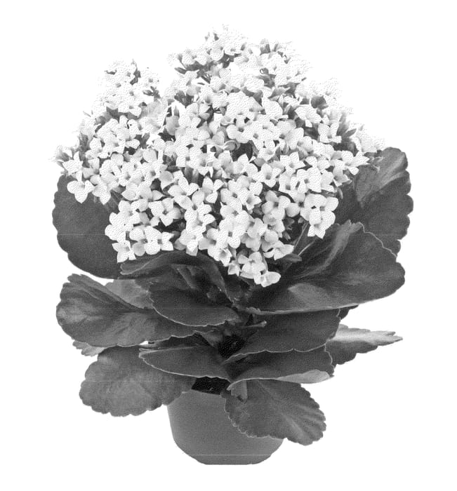 Figure 1 of US plant patent PP22824, the photograph of Fikalswan printed in the patent.