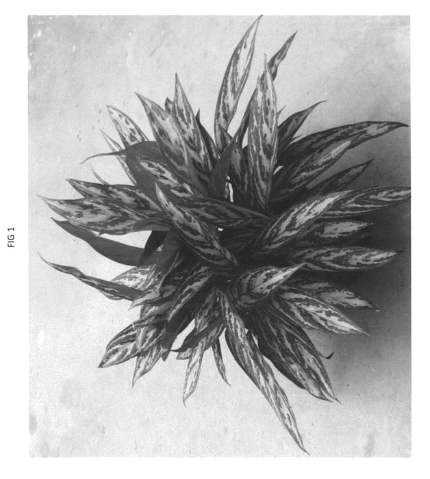 Figure 1 of US plant patent PP22825, the photograph of UF-808-4 printed in the patent.